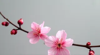Capturing the Spirit of a Single Plum Blossom in Sumie